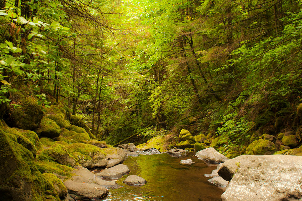 Emerald Forest