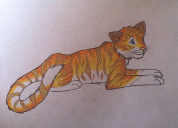 Golden Tabby Tiger