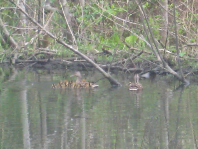 duck sitting