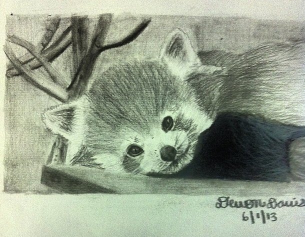 Red Panda Drawing By Devondavis On Deviantart Red Panda Drawing By Devondavis On Deviantart