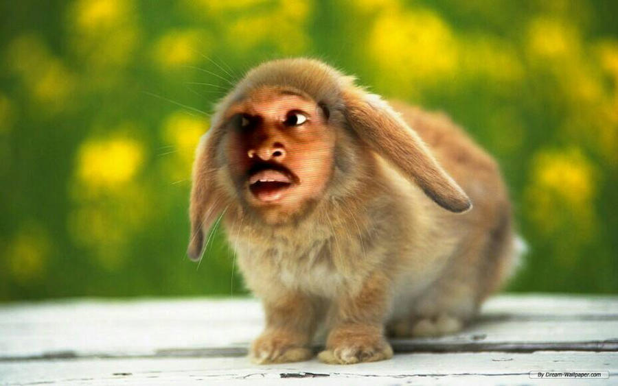 Boney Rabbit coryxbunny by rabbitpaws03 on DeviantArt