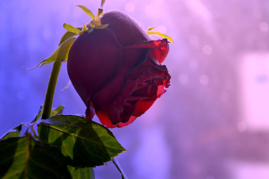 Happy Roses Vs Sad Roses sad rose by Erikamiss on DeviantArt