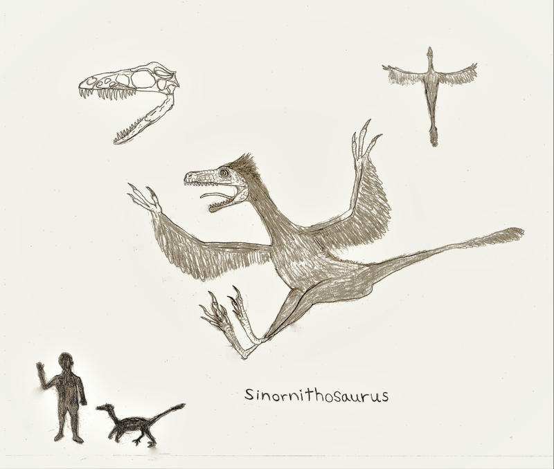 Sinornithosaurus Sinornithosaurus by ratpower666 on DeviantArt