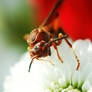 the red wasp