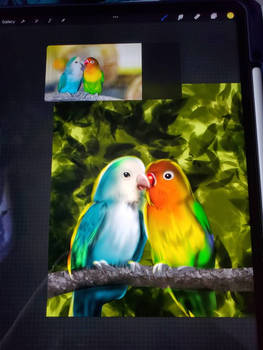 Pair of lovebirds