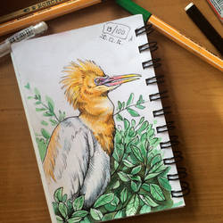 100 animal challenge: Cattle egret