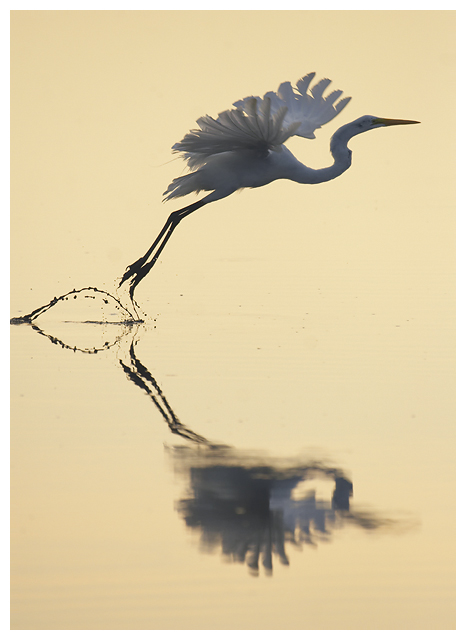 Egret Flight