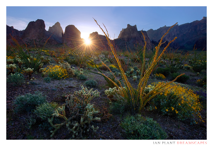 Kofa Dawn