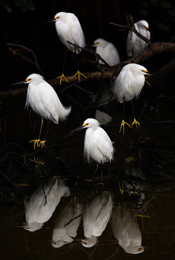 The Watchers