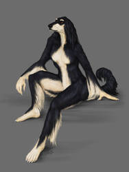 Afghan Hound character design