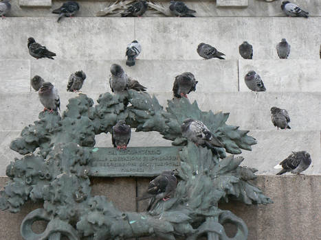 pigeons in Milano