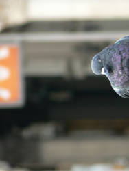 pigeon3