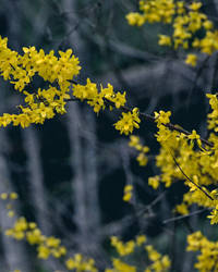 Forsythia