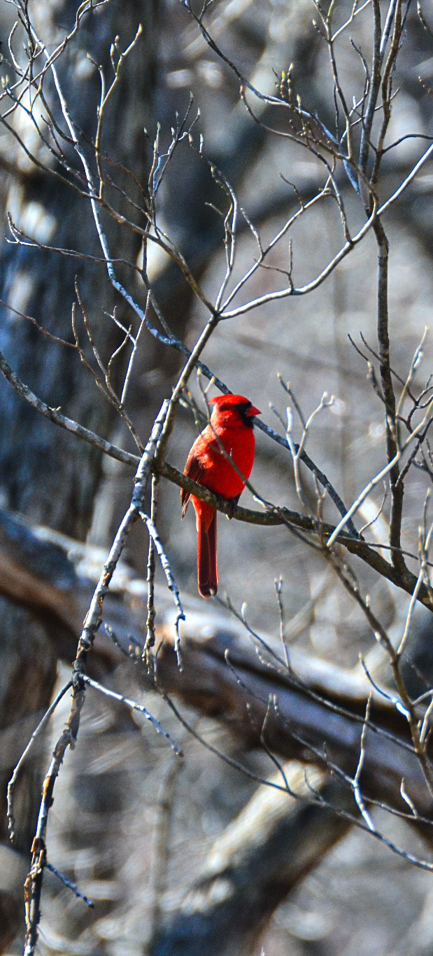 Cardinal