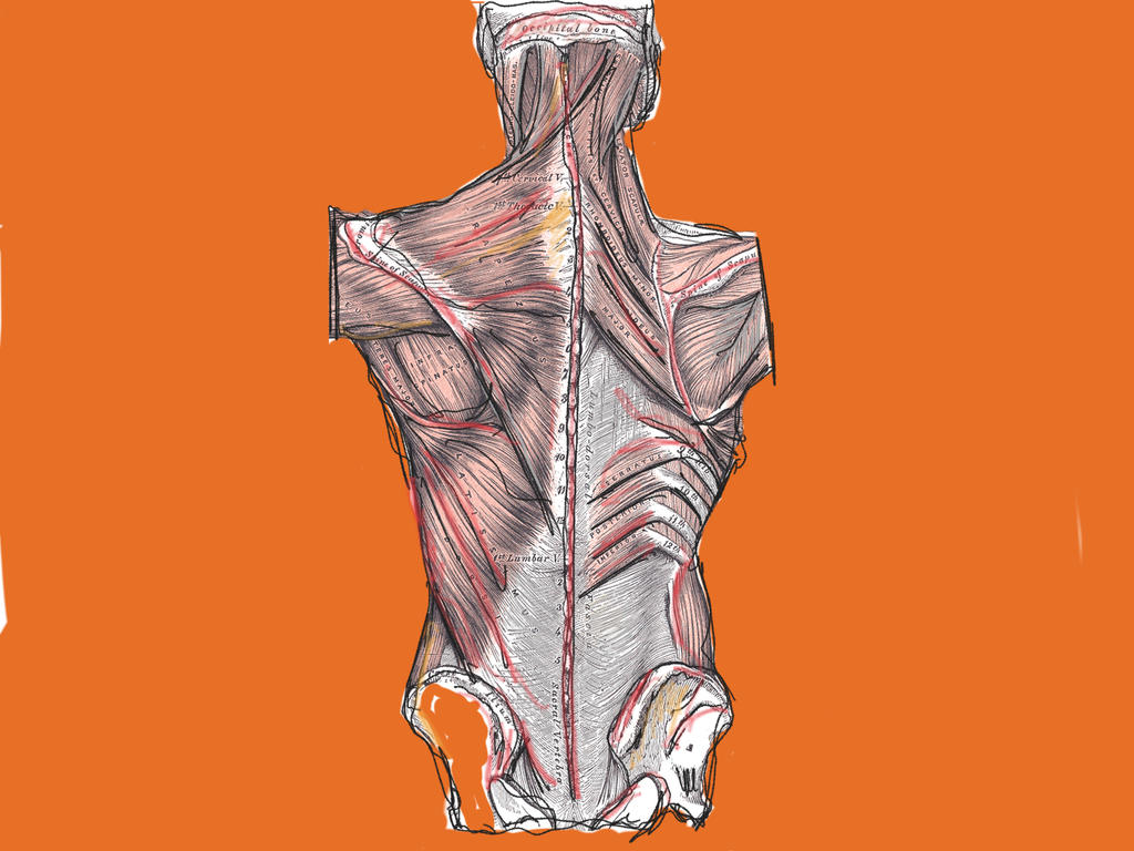 Human Anatomy - Back by guillejg on DeviantArt
