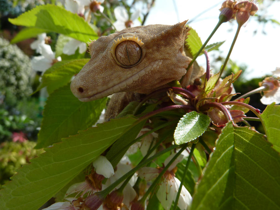 Cherry Blossom Dragon