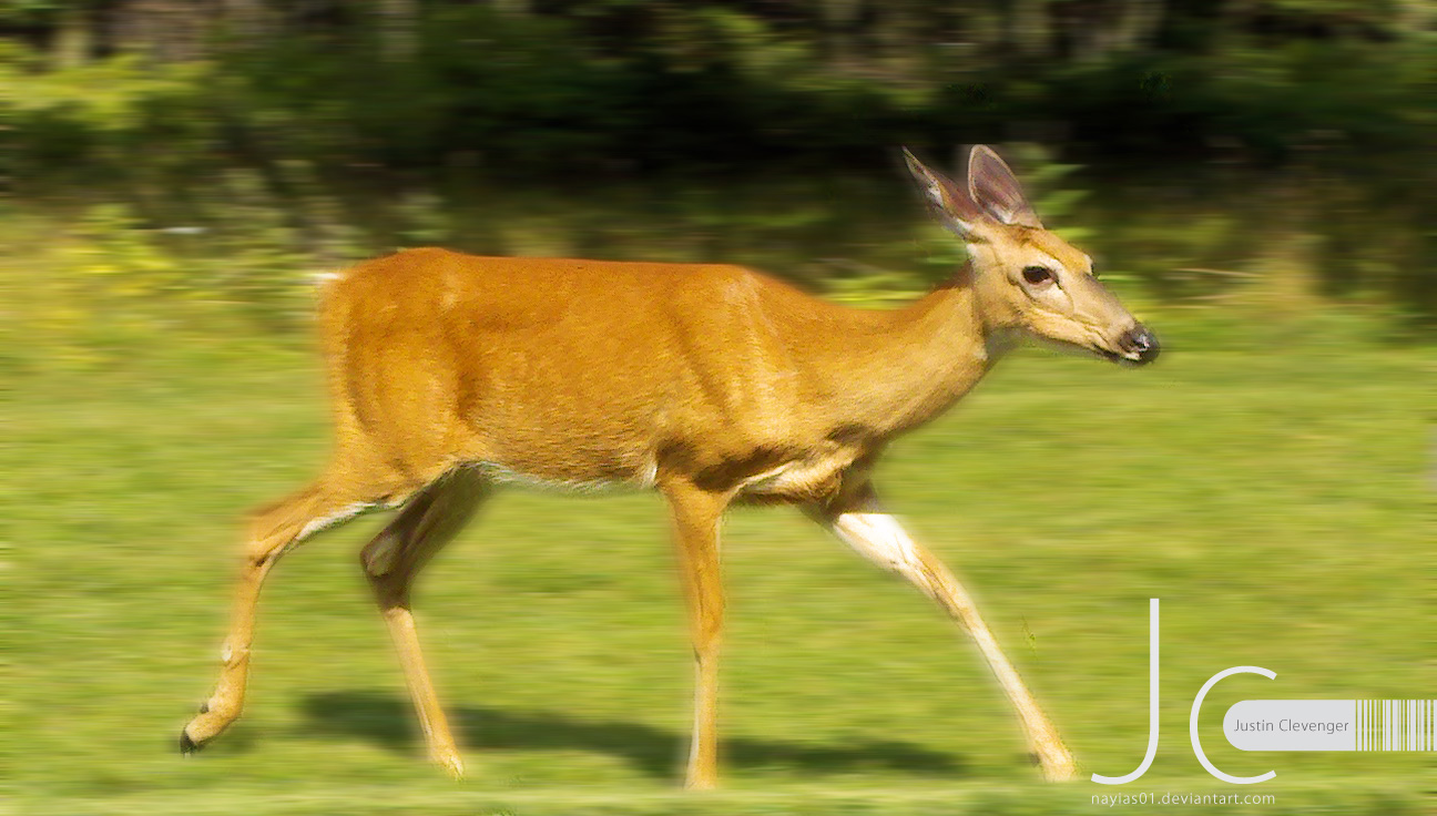 Shenandoah National Park's White Tailed Deer