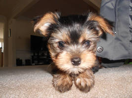Puppy