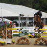 Bay Horse Jump 01