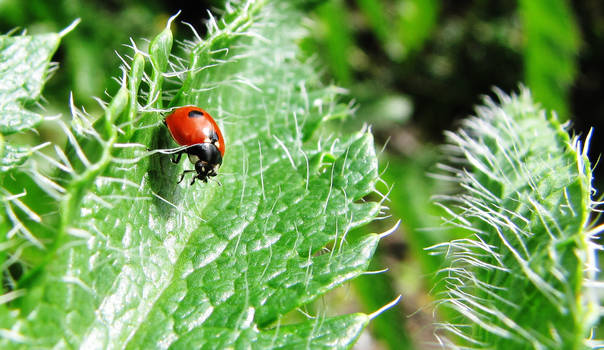 Life on a Leaf 2