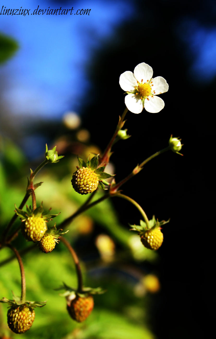 Wild Strawberry