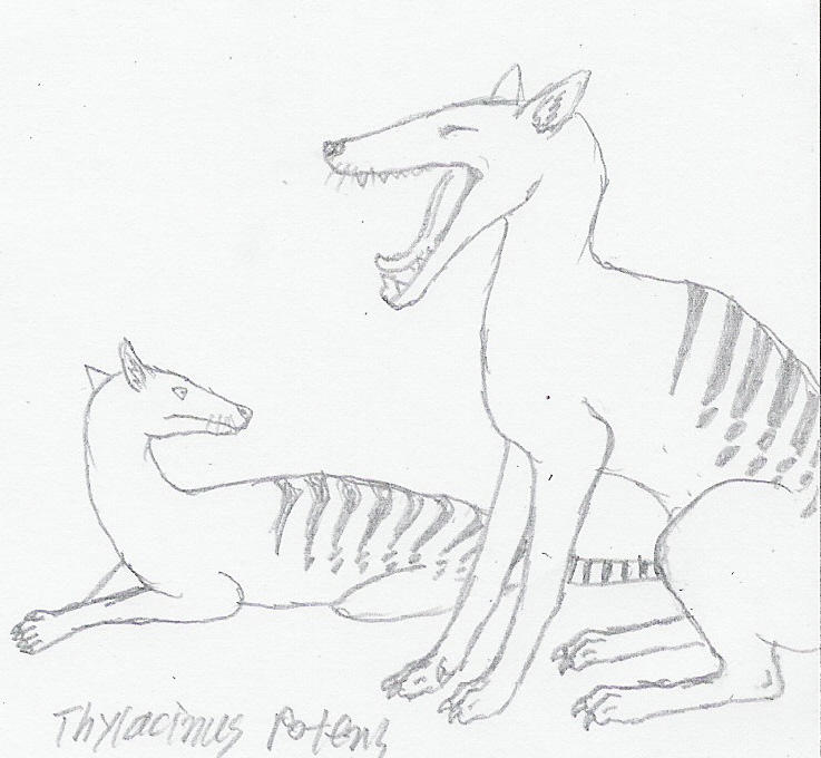 Thylacinus potens by Fingertier on DeviantArt
