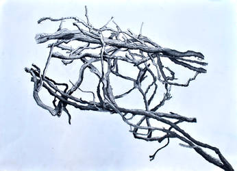 Tangle of Branches no.2