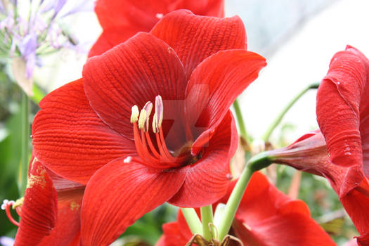 Red Flower