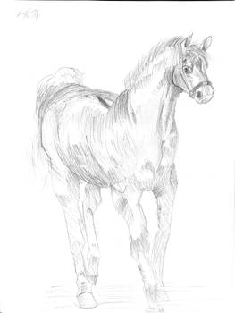 Horse