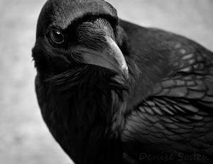 The Raven