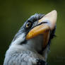 The Hornbill