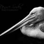 BW Pelican