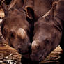 Rhino Love
