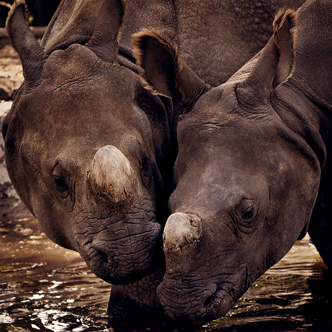 Rhino Love