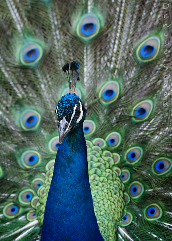 Peacock