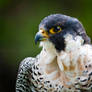 Peregrine Falcon