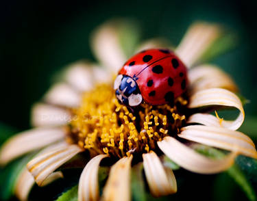 Lady Bird