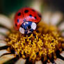 Lady Bug
