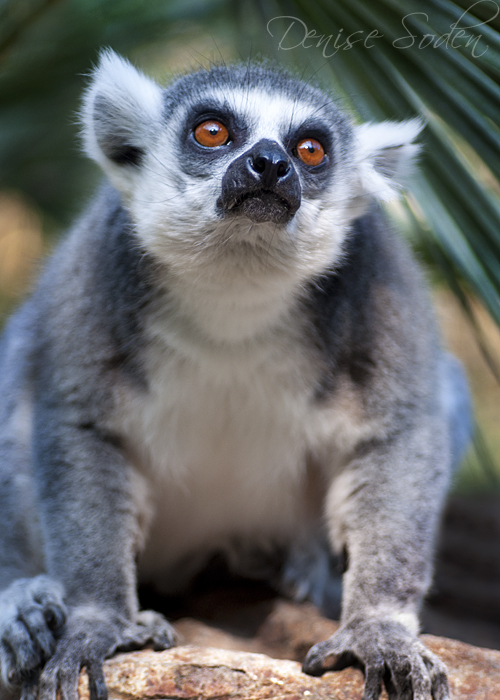 Ringtail Red Eyes