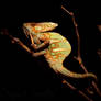 Spotlight Chameleon