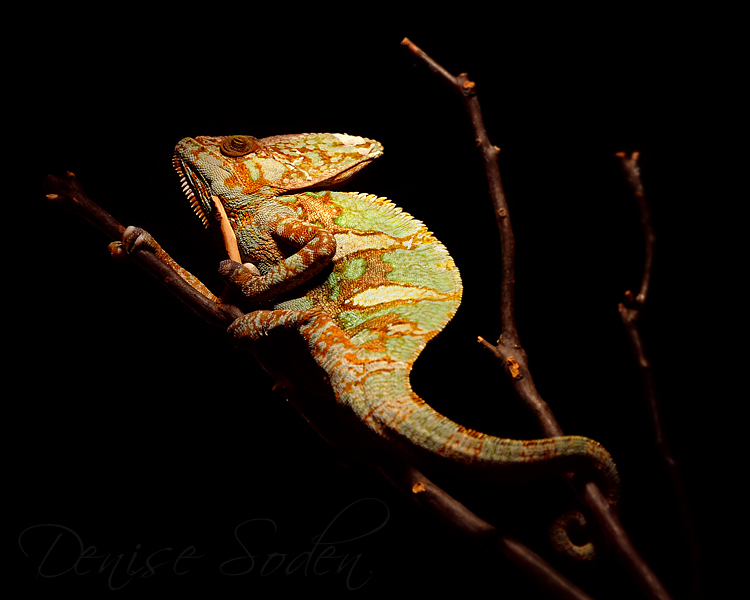 Spotlight Chameleon