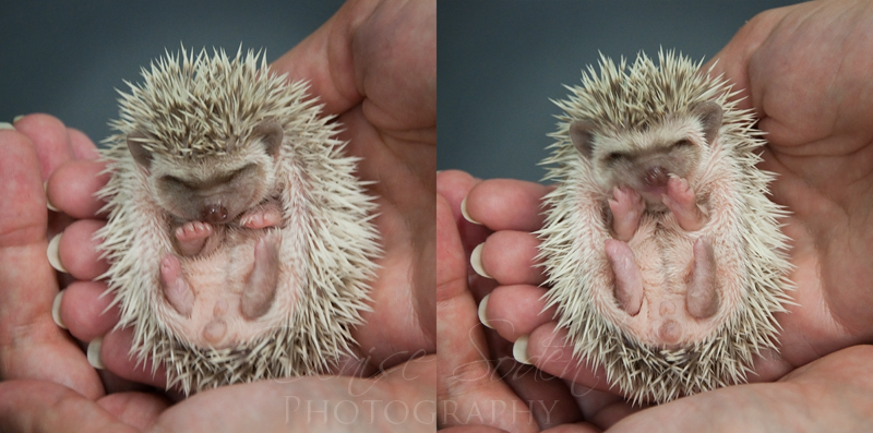 Suprised Hedgie