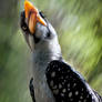 Painterly Hornbill