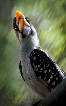 Painterly Hornbill