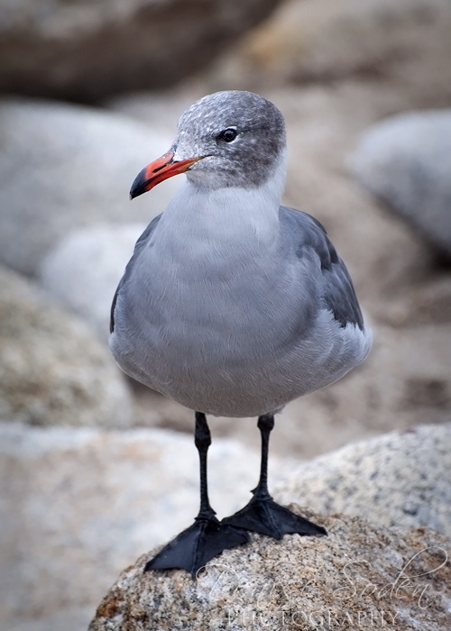 Seagull