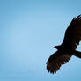 Turkey Vulture Silhouette