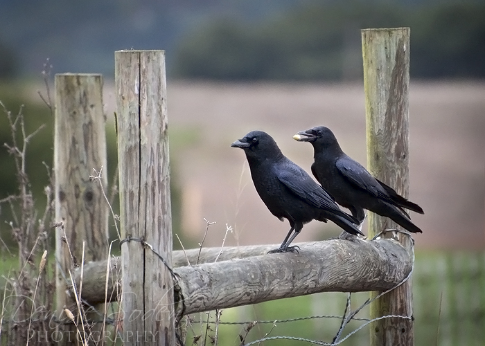 Country Crows