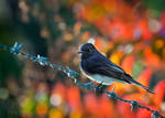 Black Phoebe by DeniseSoden