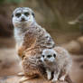 Momma Kubaza and Baby Nne