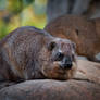 Mr. and Mrs. Hyrax